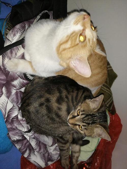 娱乐圈吃瓜猫是谁啊