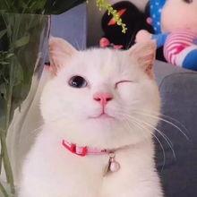 娱乐吃瓜酱猫糊糊,揭秘“酱猫糊糊”背后的故事