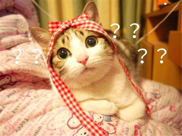 山东综艺明星宝贝猫咪,萌动舞台的可爱之星