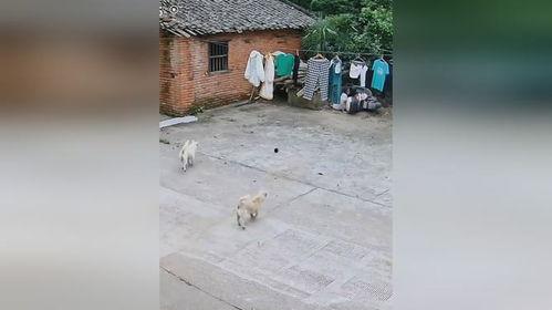 吃瓜汪汪,揭秘娱乐圈的幕后故事