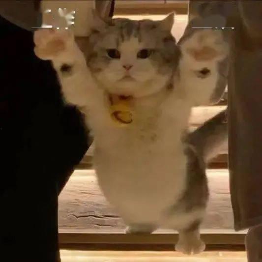 网红猫大头的表情包,大头的萌态表情包大盘点