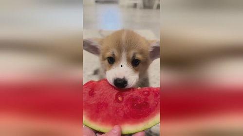 吃瓜小狗过年,吃瓜小狗的欢乐过年记