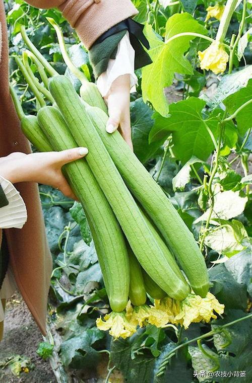 线瓜苦了可以吃吗,瓜苦了还能吃吗？揭秘苦瓜的食用安全与处理方法