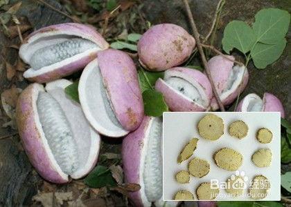 吃八月瓜可以吃牛肉吗,健康搭配的美食探索