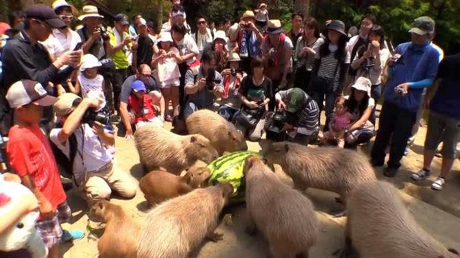 水豚吃瓜视频大赛,萌宠欢乐秀，瓜果飘香时