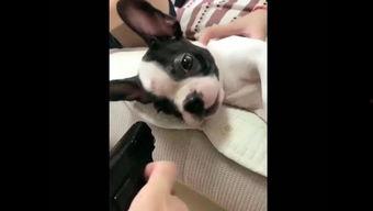 狗站视频在线观看,尽享欢乐时光